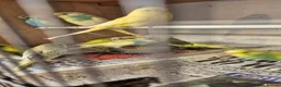 Budgerigars birds for sale: Beautiful baby budgies  in Oakham - Advert 2