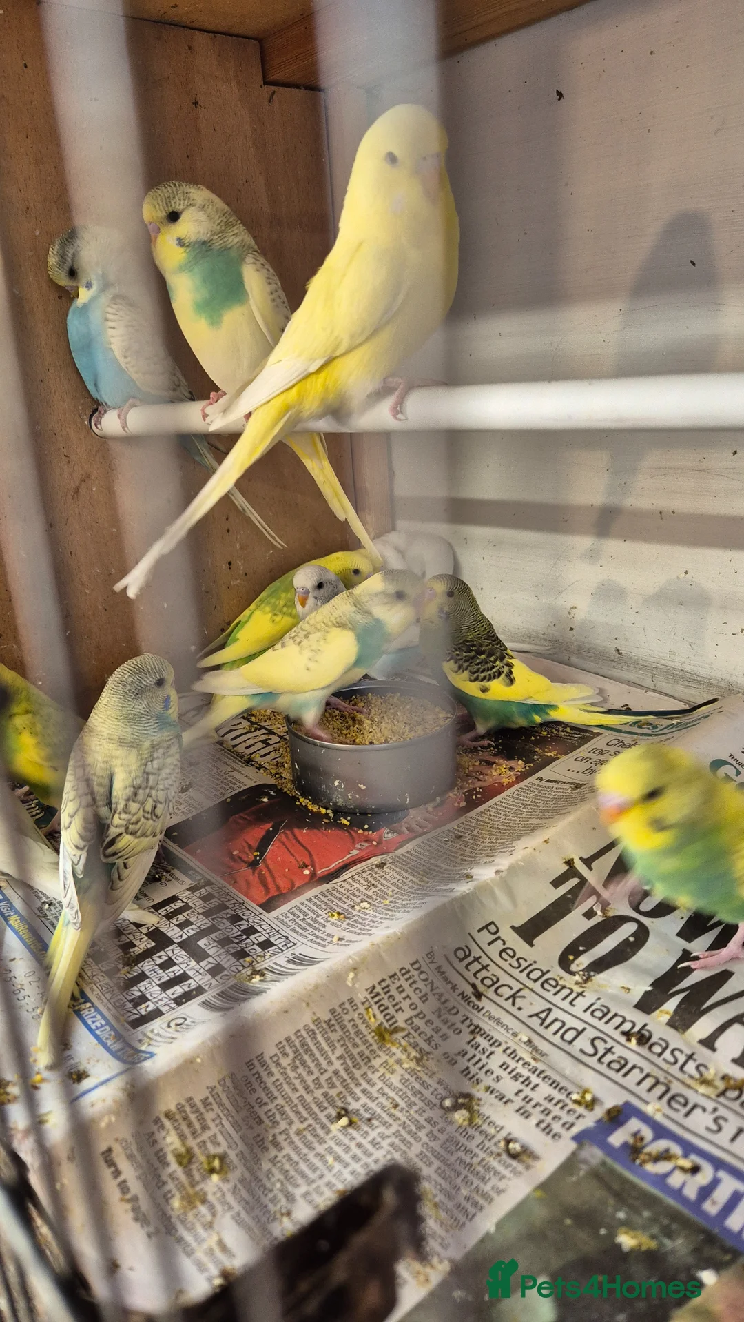 Budgerigars birds for sale: Beautiful baby budgies  in Oakham - Advert 2