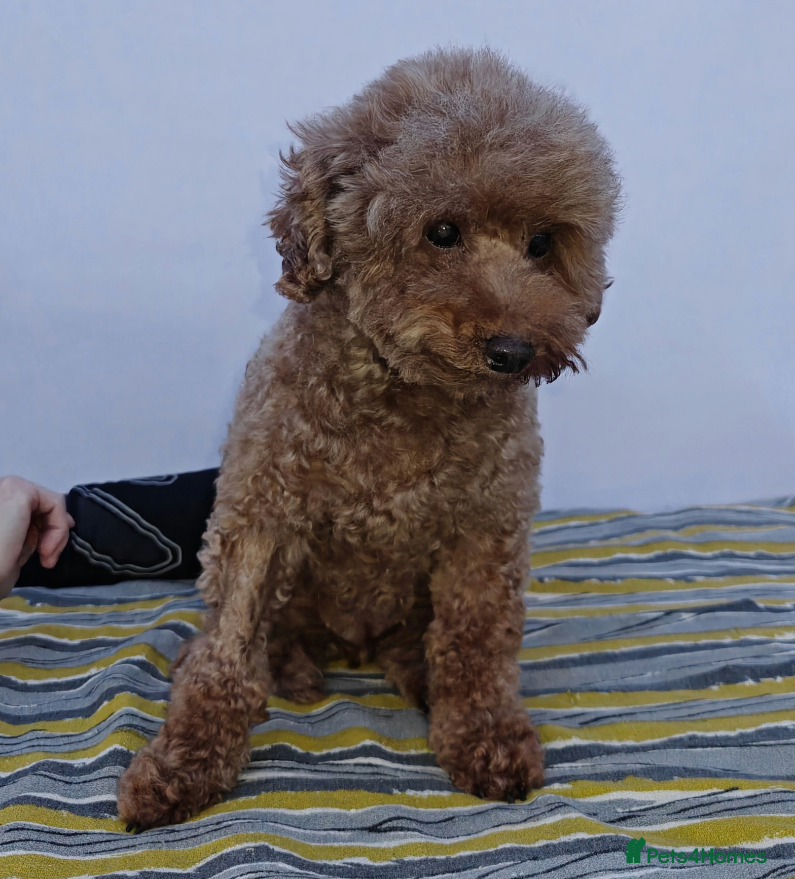 Poodle dogs 🐾 SUNNY – Female Poodle 🐾 - Advert 10