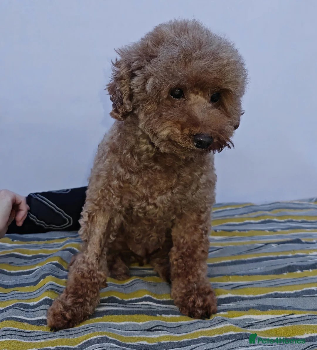Poodle dogs for adoption: 🐾 SUNNY – Female Poodle 🐾 in West Malling - Advert 2