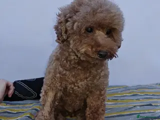 Poodle dogs 🐾 SUNNY – Female Poodle 🐾 - Advert 10