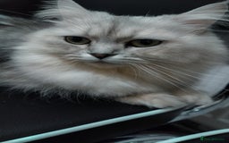 Persian cats for sale: Persian doll face - Image 2