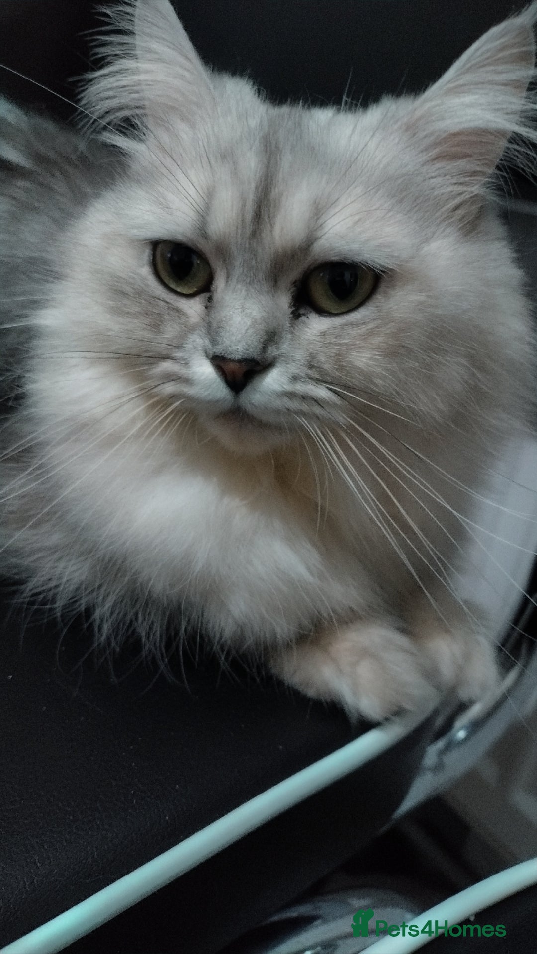 Persian cats for sale: Persian doll face - Image 2