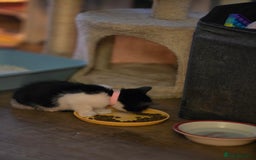 Mixed Breed cats for sale: Adorable black and white kittens - Image 14
