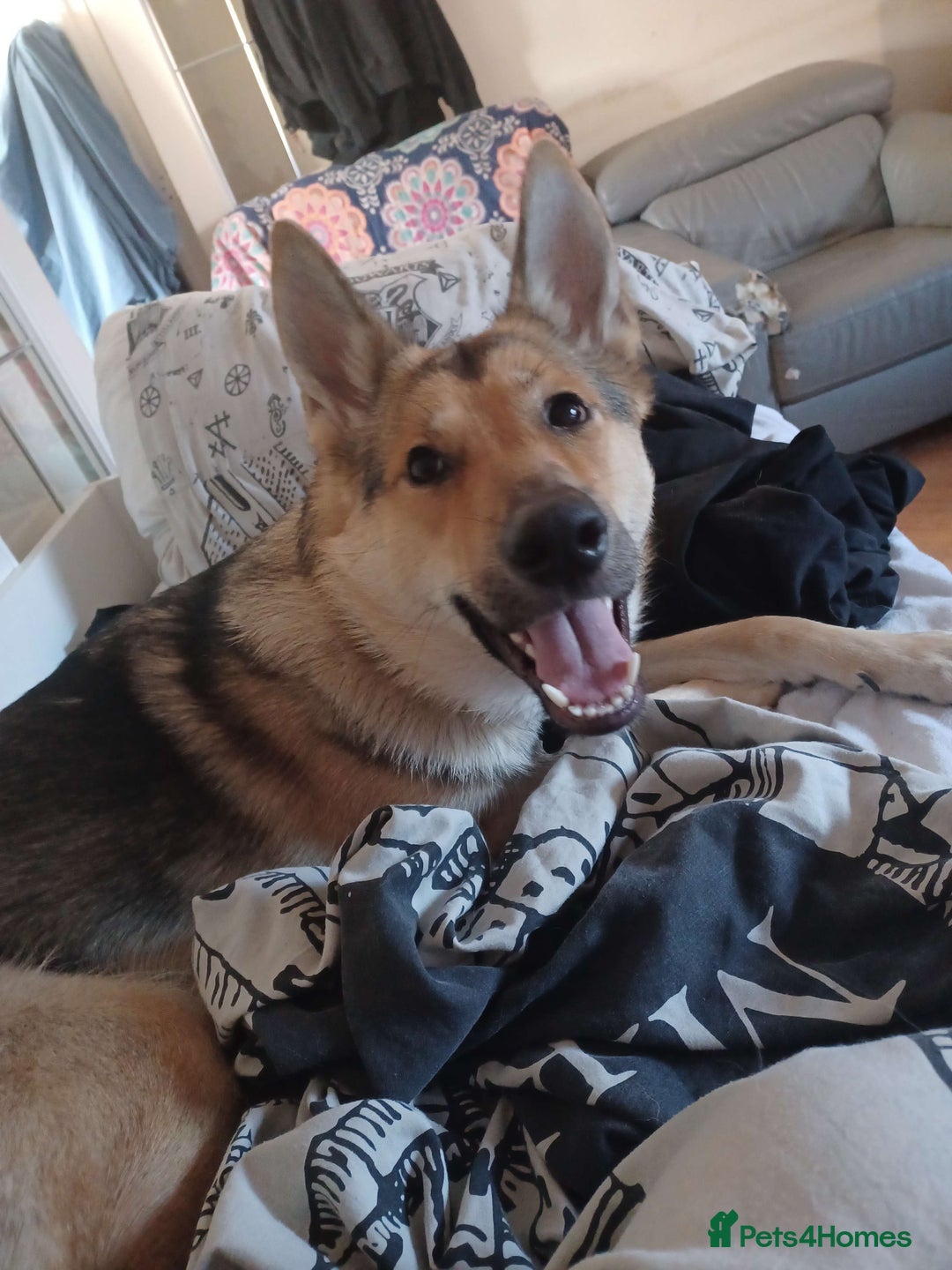 Shepsky dogs for adoption: 1 Year Old Super Friendly Shepsky Needs A New Home - Image 1