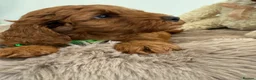 Cavapoo dogs for sale: 1 beautiful boy. F1b both parents DNA clear  - Advert 2