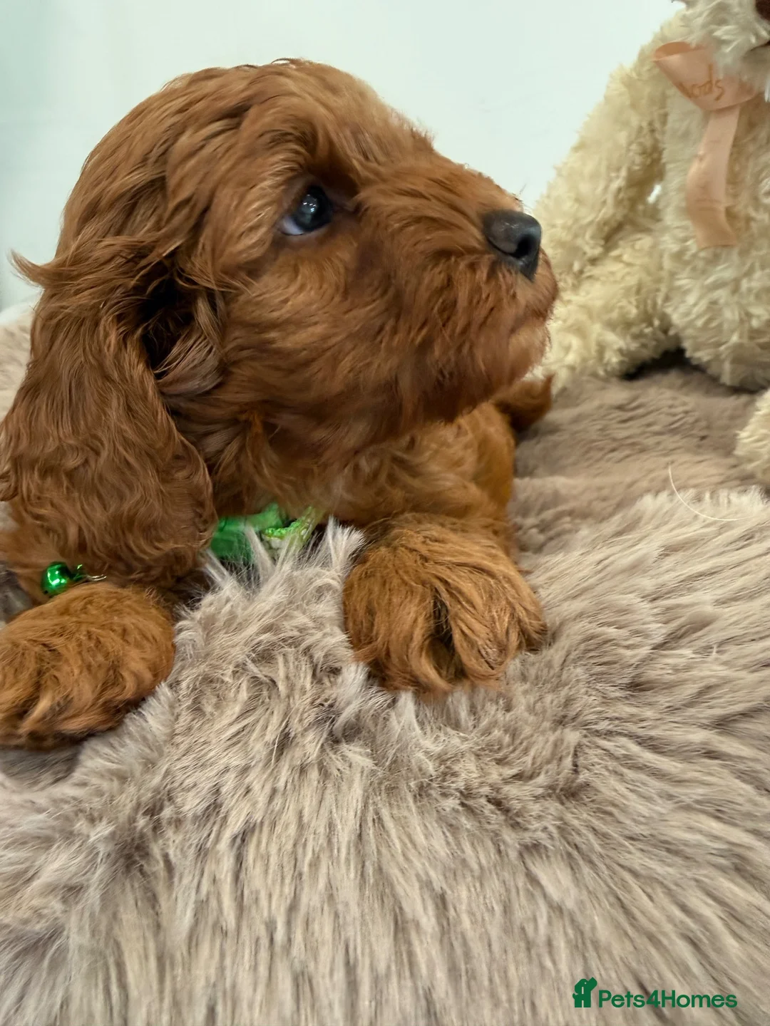 Cavapoo dogs for sale: 1 beautiful boy. F1b both parents DNA clear  - Advert 2