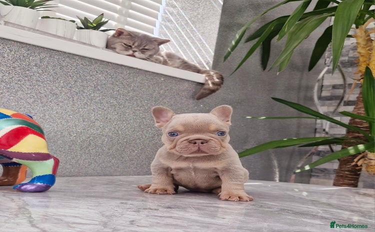 French Bulldog dogs - Advert 1