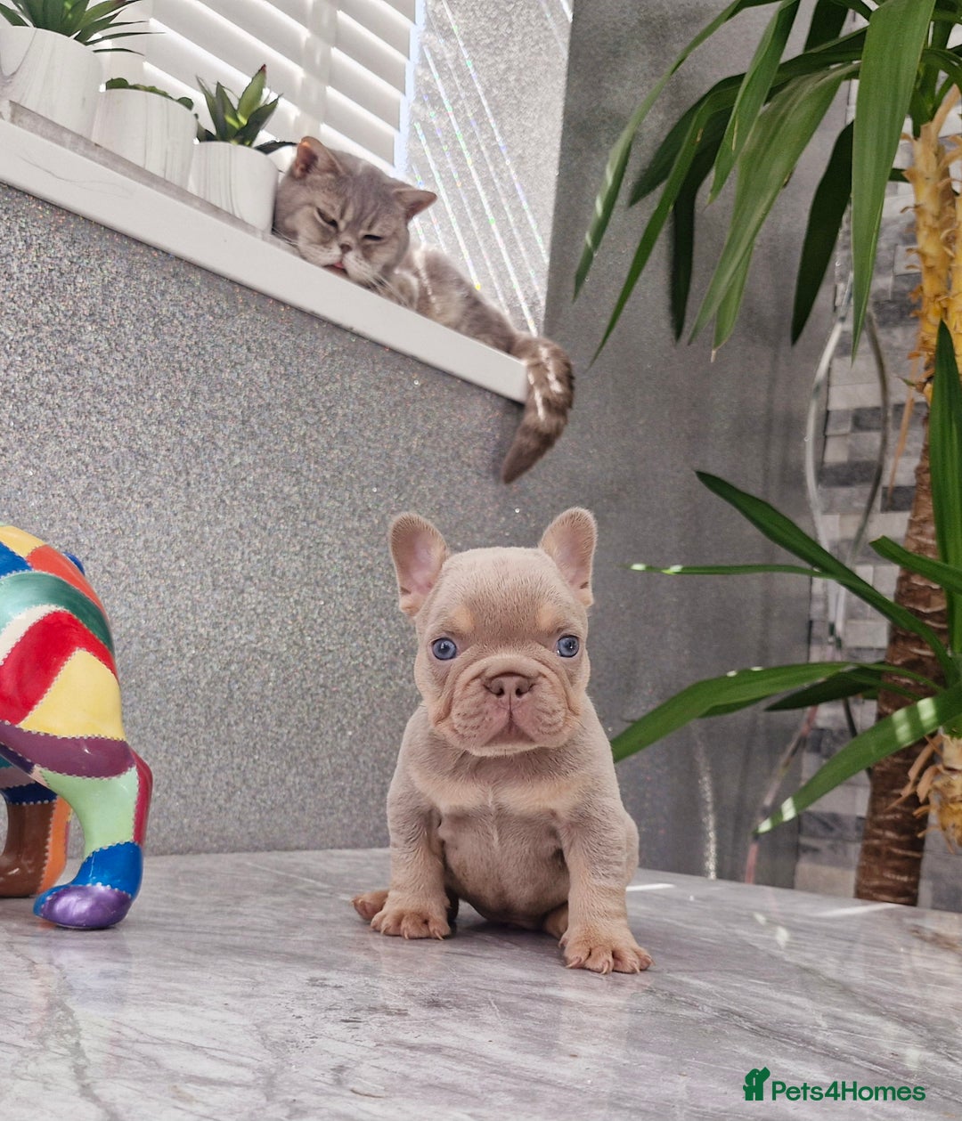 French Bulldog dogs for sale: Quality french bulldog puppies  - Image 1