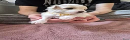 Maltipoo dogs for sale: Premium Isabella & Ivory Mini Maltipoo F2   in Pontefract - Advert 23