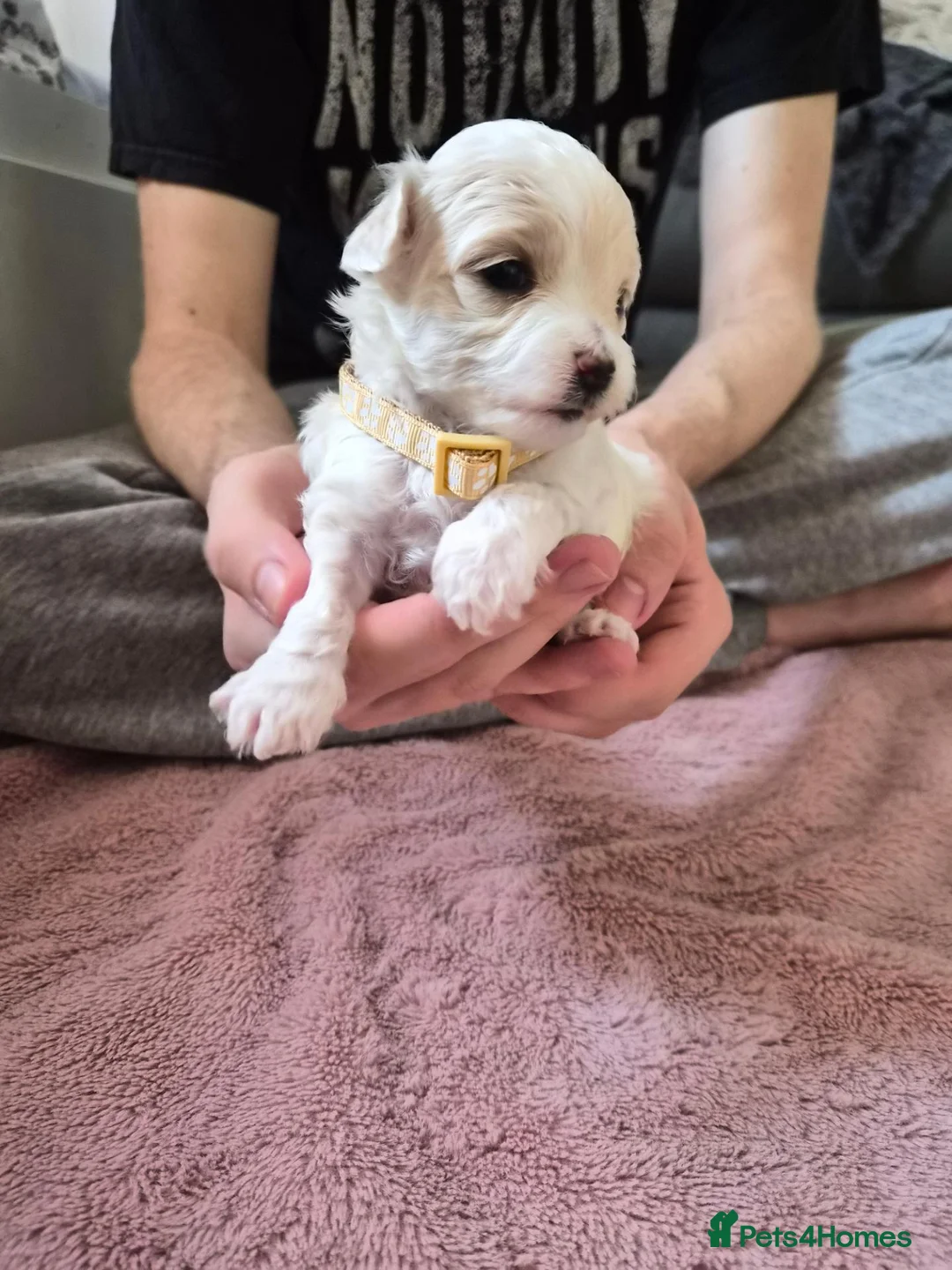 Maltipoo dogs for sale: Premium Isabella & Ivory Mini Maltipoo F2   in Pontefract - Advert 23