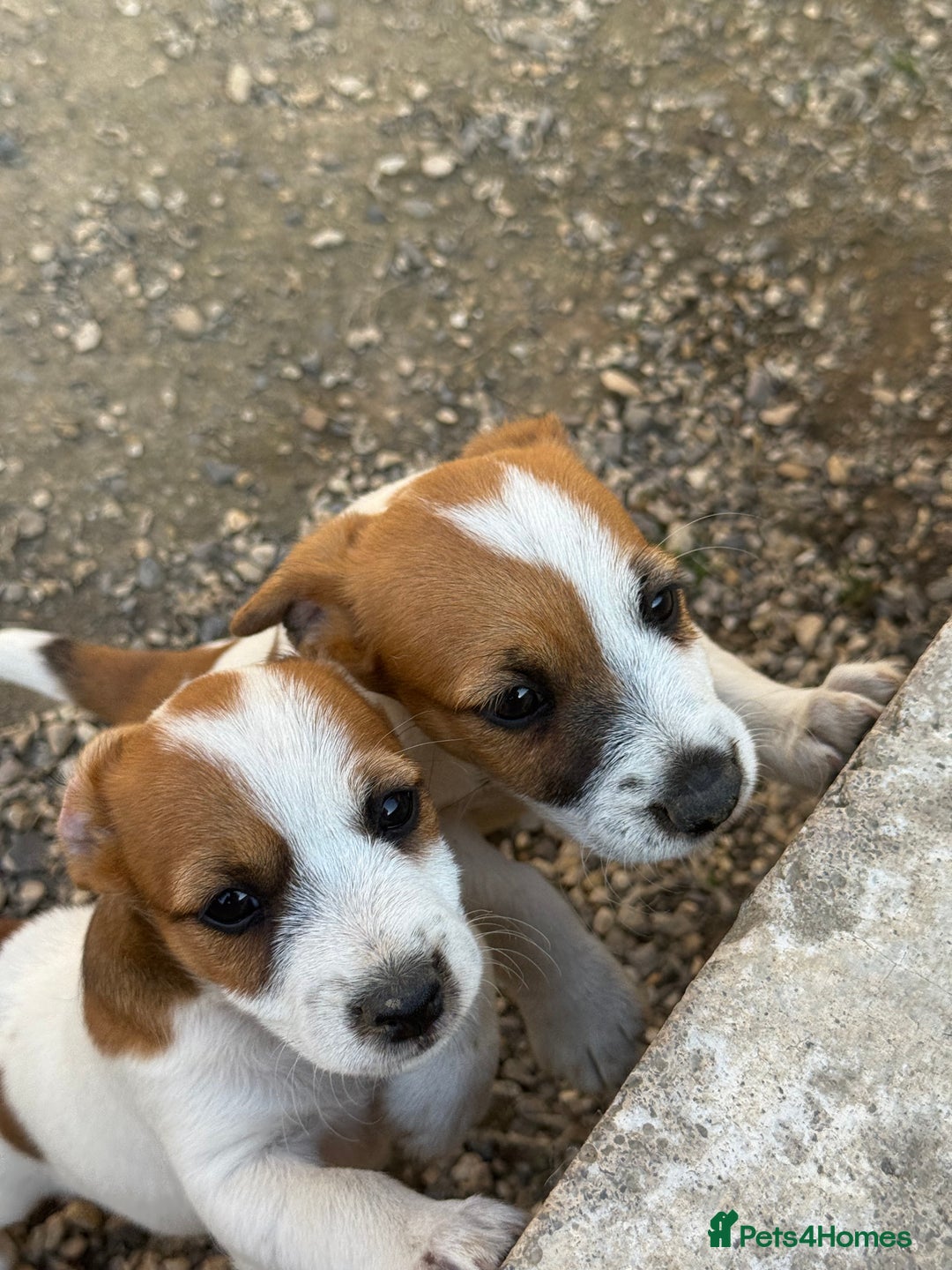 Jack Russell dogs for sale: Jack Russell terrier pup  - Image 2