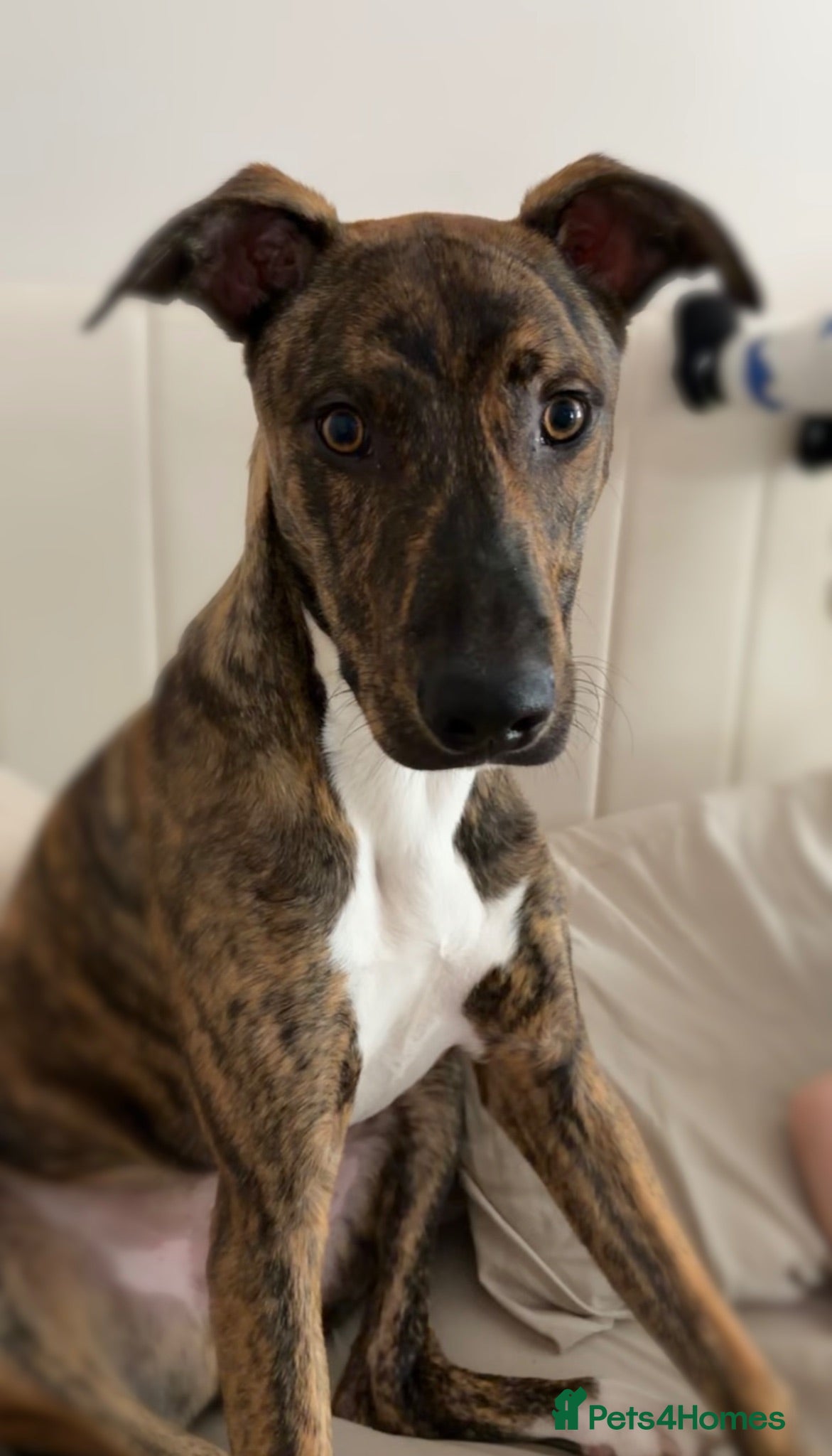 Mixed Breed dogs Bull lurcher x Belgian Malinios  - Advert 6