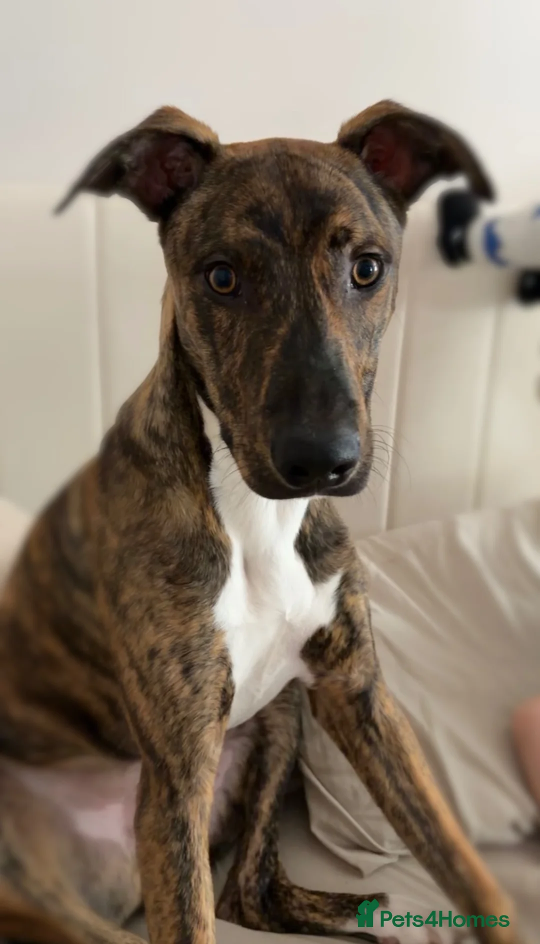 Mixed Breed dogs for sale: Bull lurcher x Belgian Malinios  - Advert 1