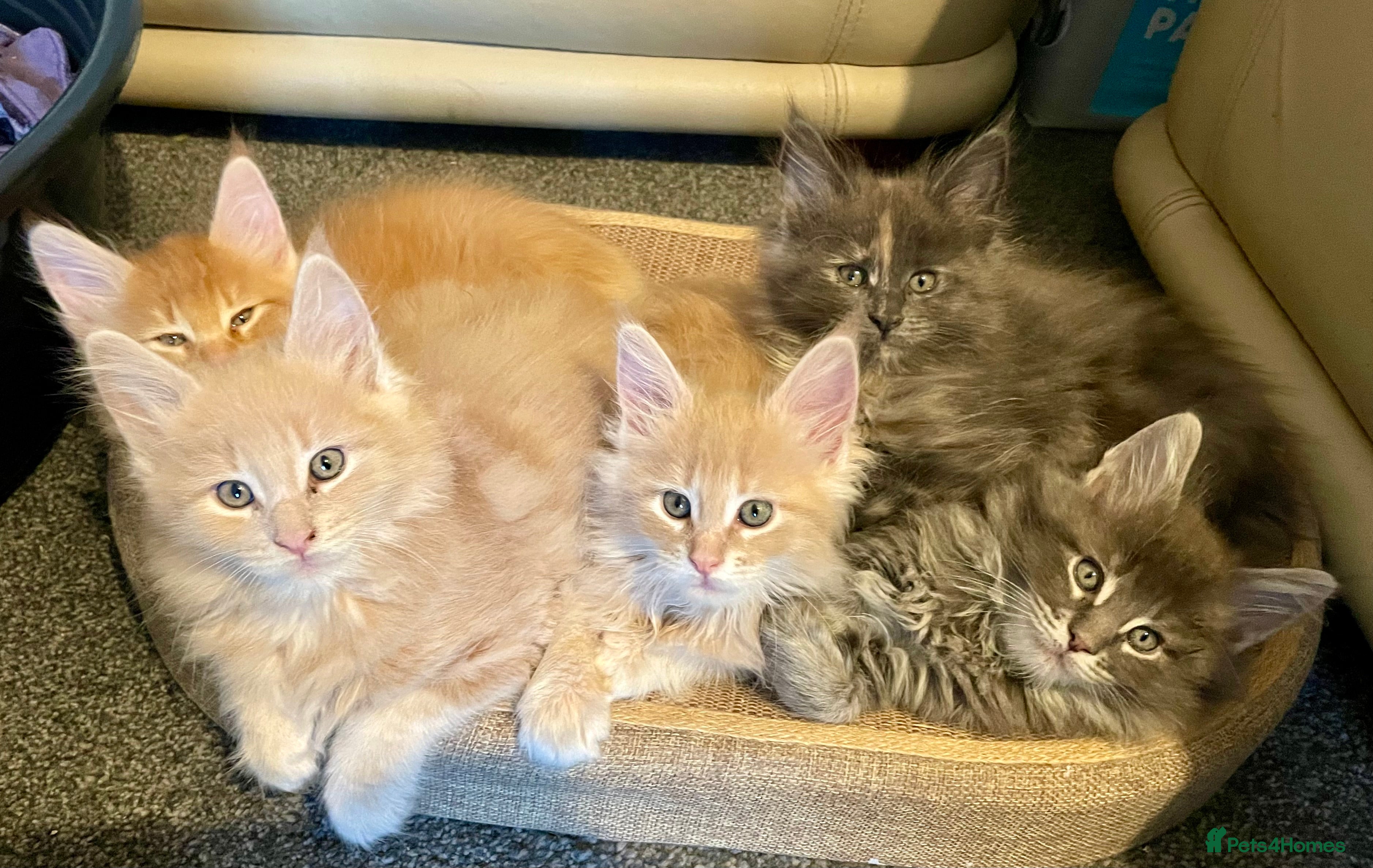 Maine Coon cats Purebred Maine Coons Looking For A Loving Home 😻 - Advert 11