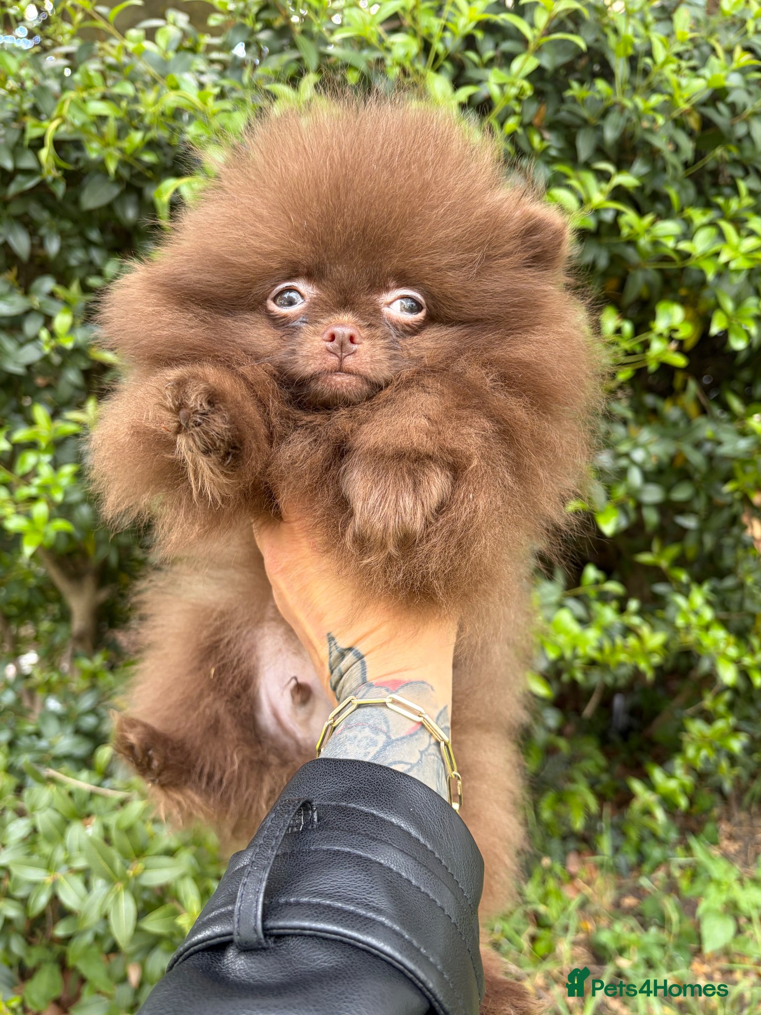 Pomeranian dogs Amazing Poms teddy bear🐻 1 left reduced price ! - Advert 2