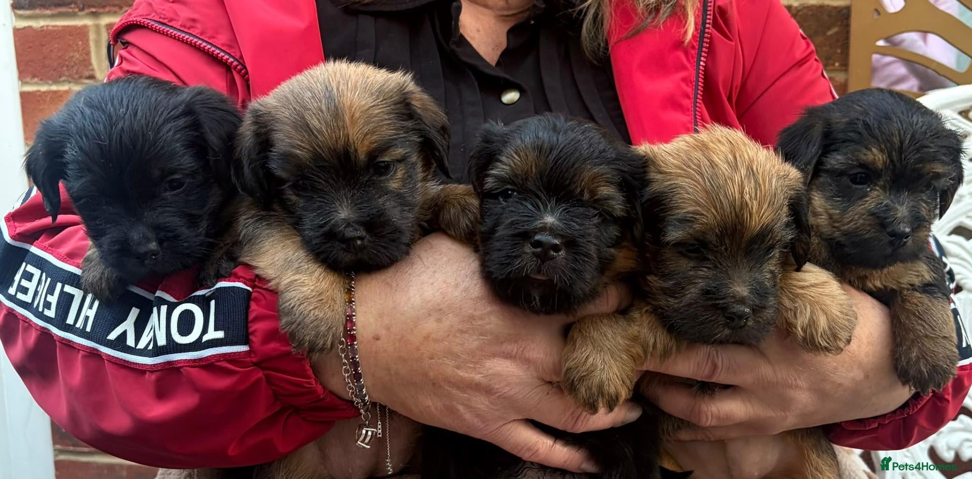 Norfolk Terrier dogs Northfork terrier puppy's  - Advert 6