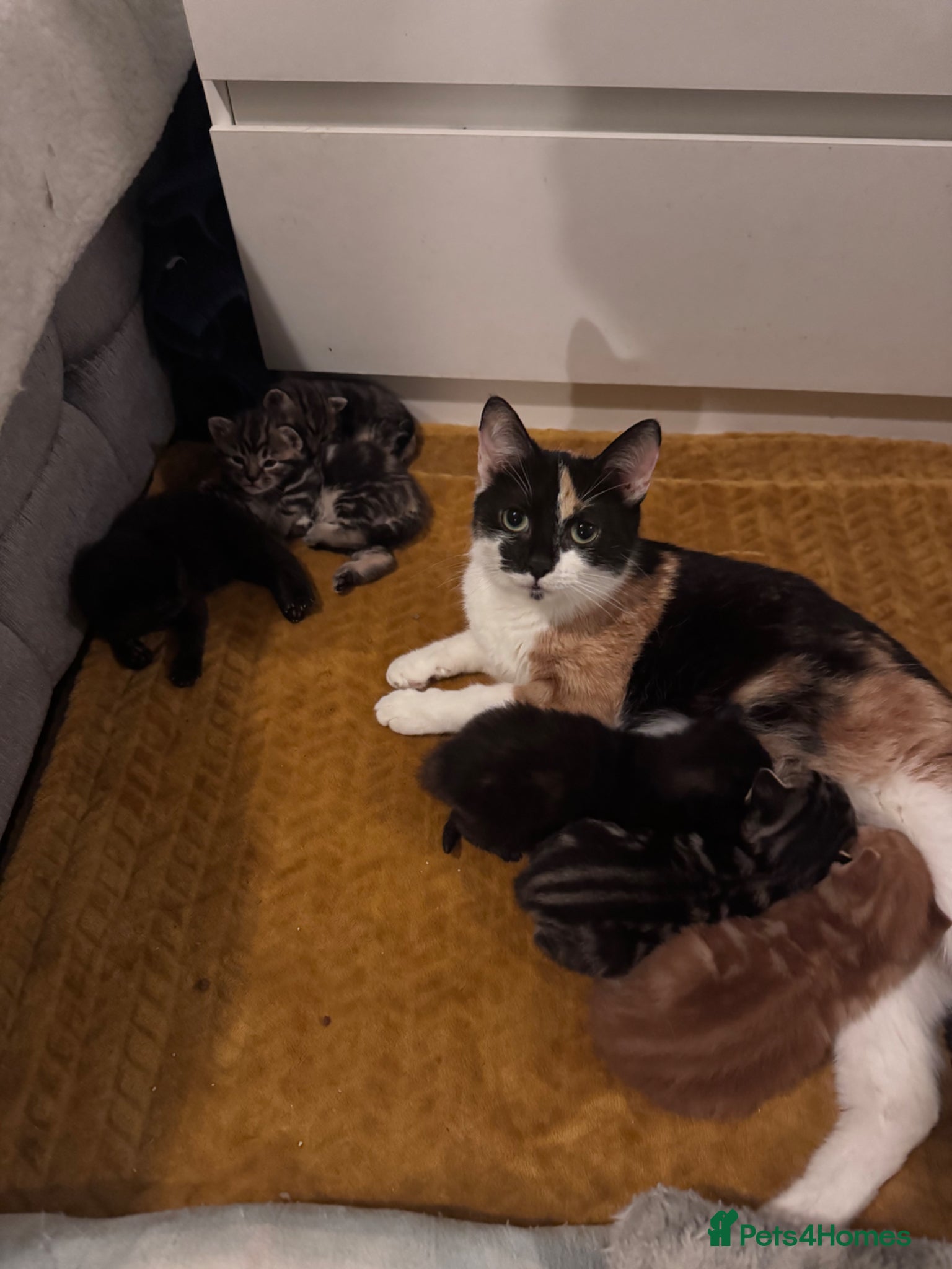 Mixed Breed cats kittens for sale - Advert 1