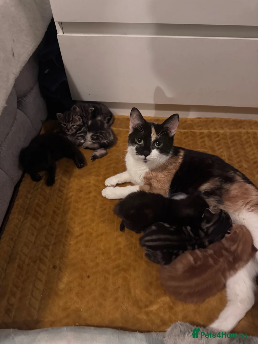 Mixed Breed cats for sale: kittens for sale - Advert 1