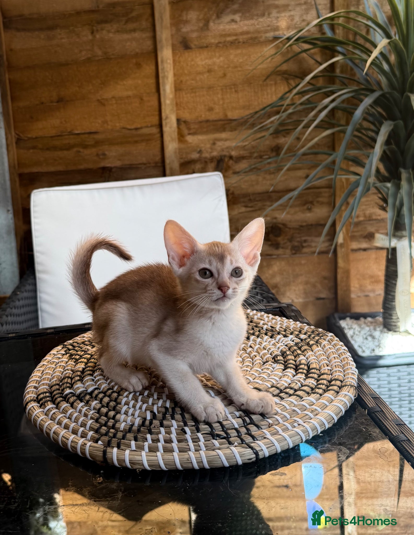 Abyssinian cats 🏆✨ Beautiful Silver Cinnamon  Abyssinian  ✨🏆❤️ - Advert 2