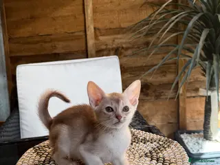 Abyssinian cats 🏆✨ Beautiful Silver Cinnamon Abyssinian ✨🏆❤️ - Advert 2