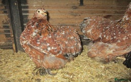 Hens poultry for sale: Millefleur Pekin pullets( female) 18.08.25. - Image 3