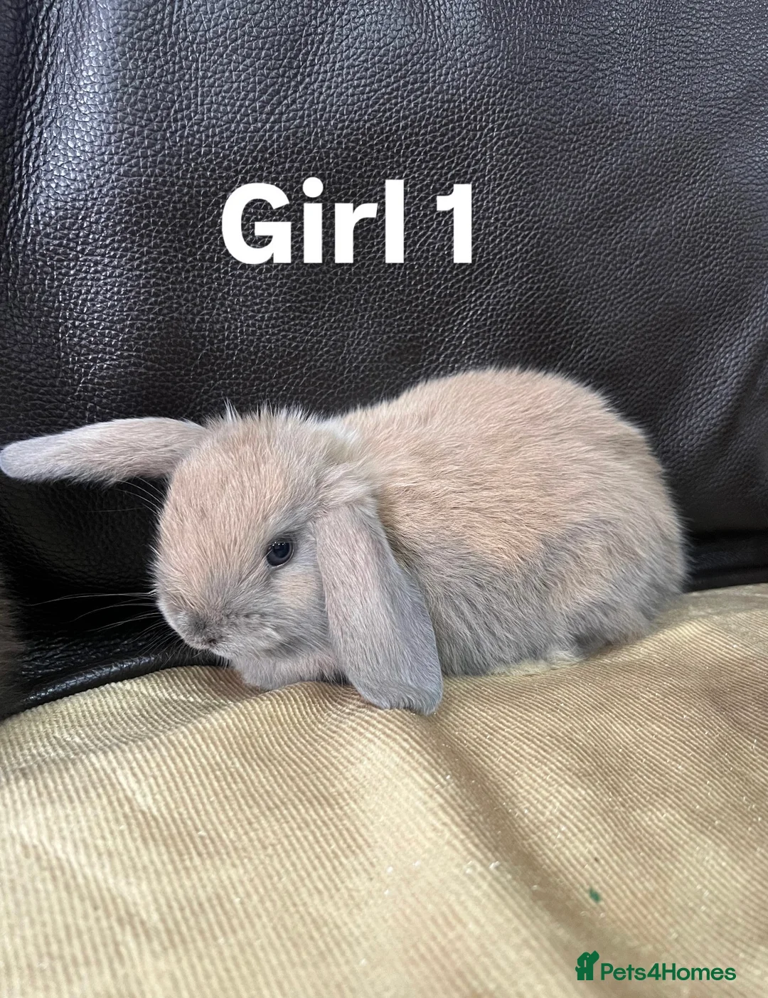 Mini Lop rabbits for sale: Mini lop in Wolverhampton - Advert 2