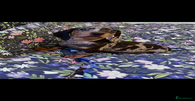 Miniature Dachshund dogs - Advert 7