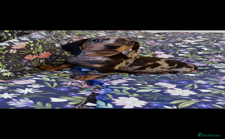 Miniature Dachshund dogs - Advert 1