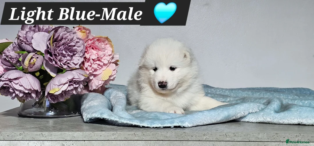Samoyed dogs for sale: ‼️KC Registered Puppies!!!‼️ - Advert 9