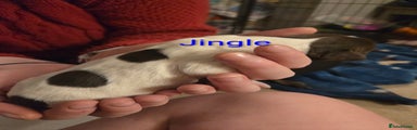 ESS Puppy 1 - Jingle 