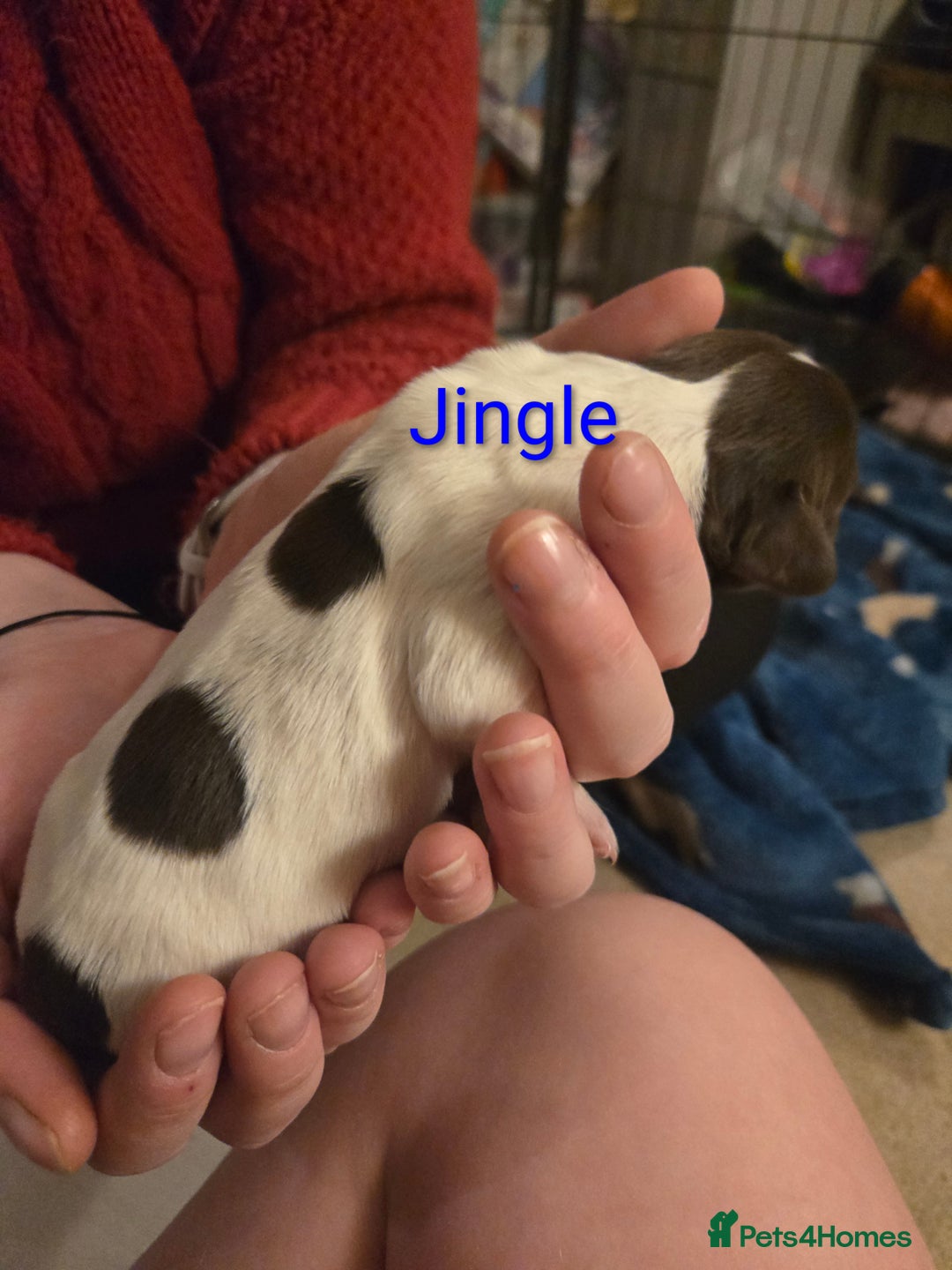 English Springer Spaniel dogs for sale: KC Registered English Springer Spaniel Puppies - Advert 6