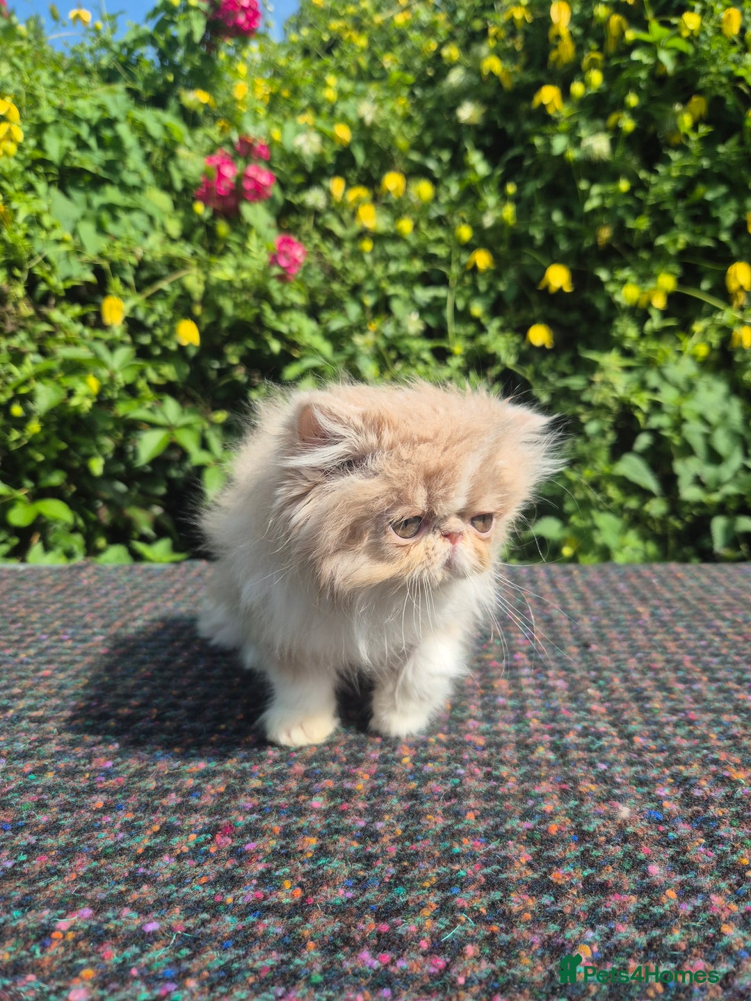 Persian cats for sale: 🏆champion sired persian and exotics kittens😸 ♥️  - Image 6