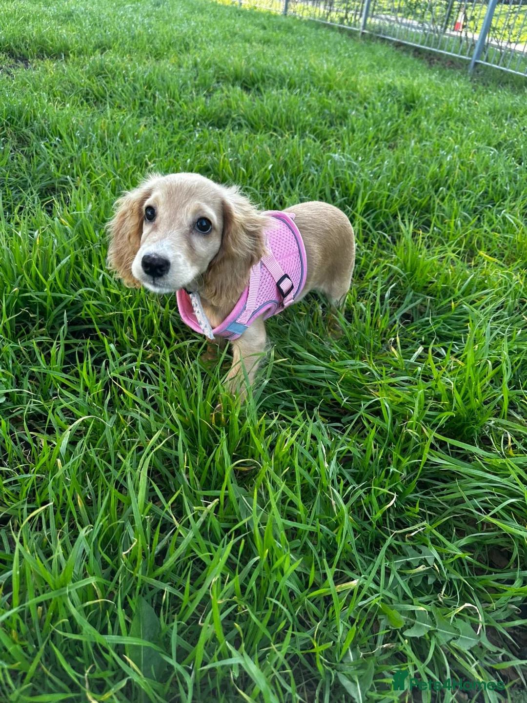 Cocker Spaniel dogs for sale: Cocker spaniel puppy - Advert 2