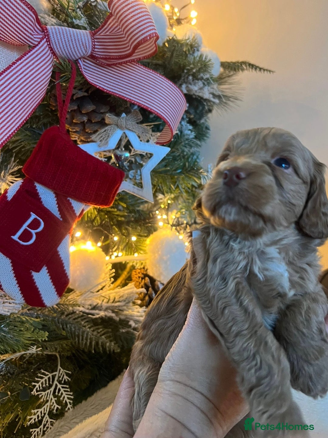 Cockapoo dogs for sale: Stunning babies ready for new homes - Advert 5