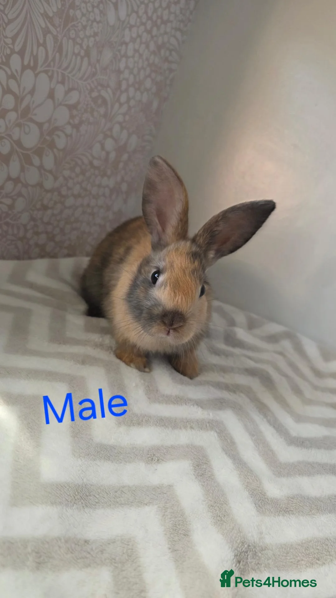 Lionhead rabbits for sale: Lion head rabbits - Advert 4