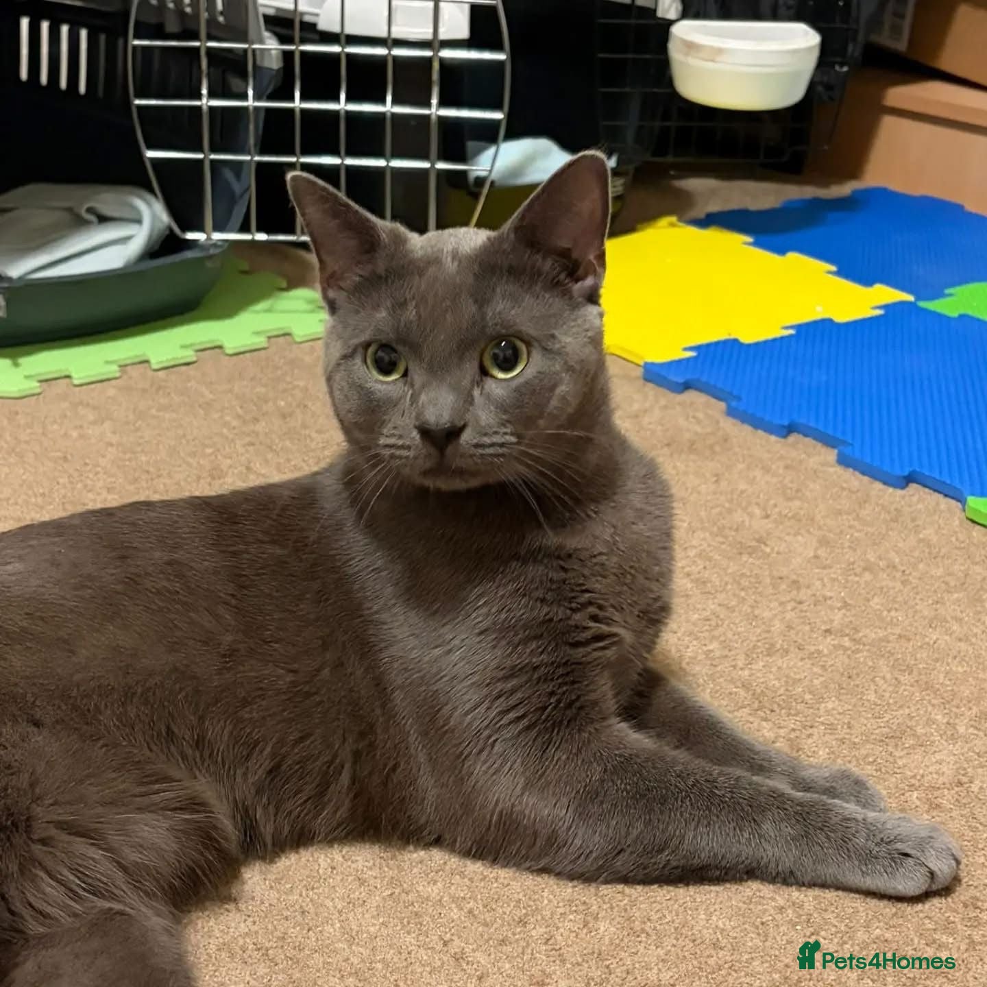 Domestic Shorthair cats Wolf & Fox, 1 year old brothers (pair).  - Advert 4