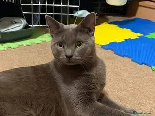 Domestic Shorthair cats Wolf & Fox, 1 year old brothers (pair). - Advert 4