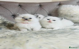 Ragdoll cats for stud: Amazing proven stud !!!  in Romford - Image 13