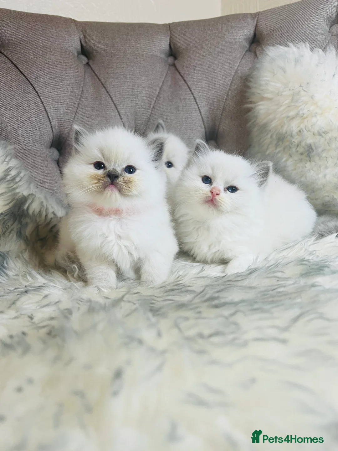 Ragdoll cats for stud: Amazing proven stud !!!  in Romford - Advert 13