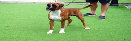 Boxer dogs for sale: Beautiful, KC registerd boxer puppies for sale - Advert 5