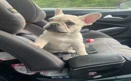 French Bulldog dogs for sale: 2 beautiful French bulldog puppies - Advert 2