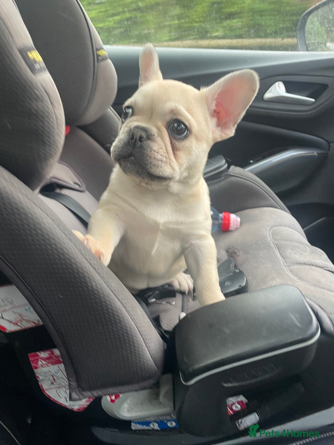 French Bulldog dogs for sale: 2 beautiful French bulldog puppies - Advert 2