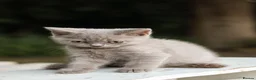 British Shorthair cats for sale: Stunning British Shorthair Kittens 🤍🐈 - Advert 19