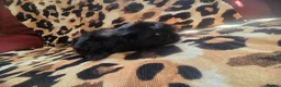 Shih Tzu dogs for sale: 4 shit tzu puppy's  - Advert 16