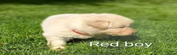 German Shepherd dogs for sale: Gorgeous German Shepherd pups for sale - Advert 31