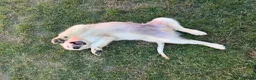 Golden Retriever dogs for sale: Golden retriver Ollie - Advert 6