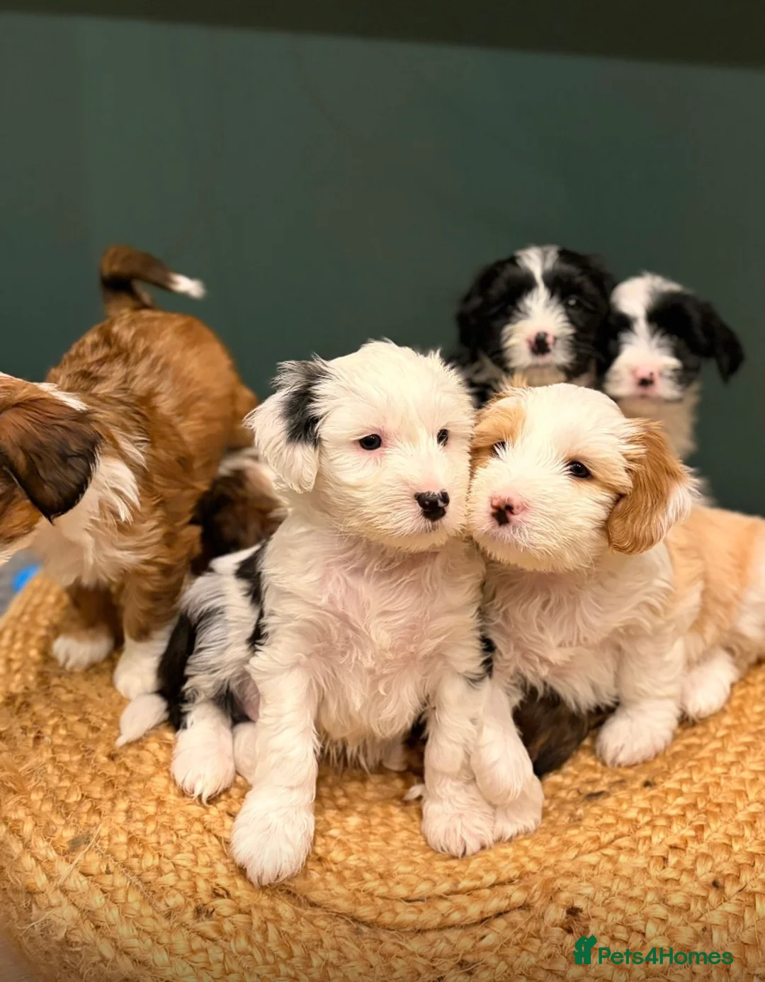 Tibetan Terrier dogs for stud: Excellent KC Reg Proven Tibetan Terrier for Stud in Oldham - Advert 4