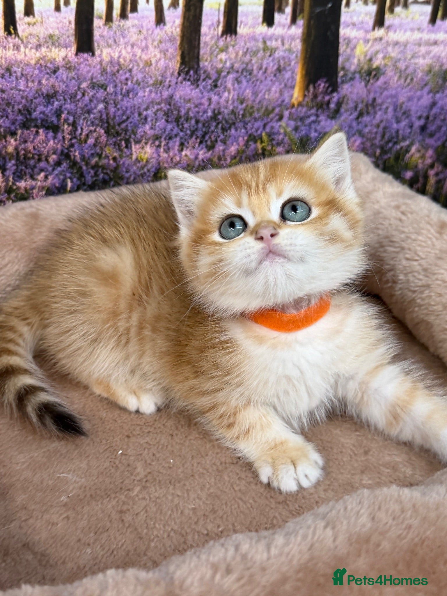 British Shorthair cats British shorthair golden kittens TICA - Advert 3