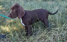 Mixed Breed dogs for sale: Weimaraner/Springer Spaniel boys for sale - Image 3